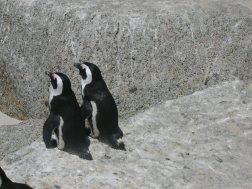 2005 Fev, Pingouins, Afrique
